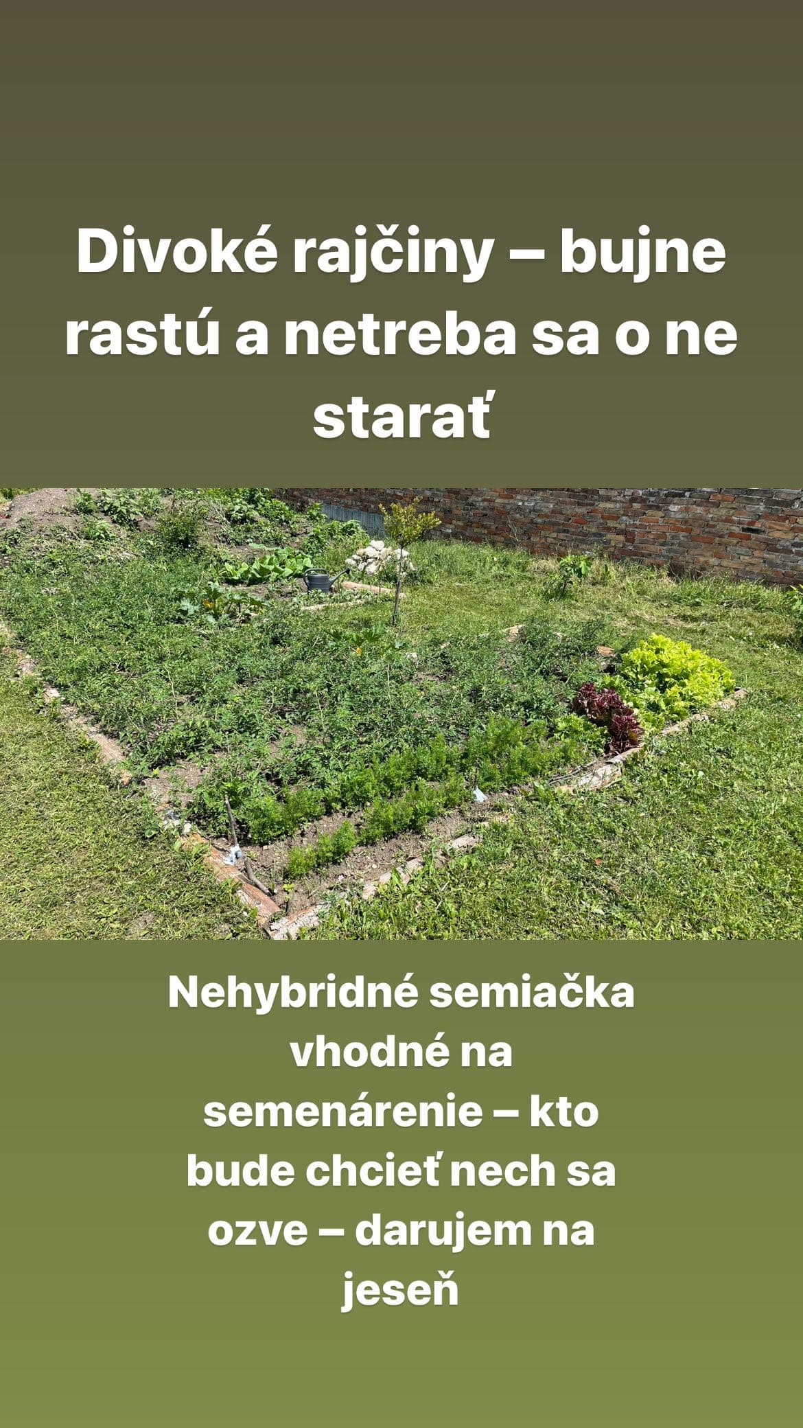 My Seed Saving Practice